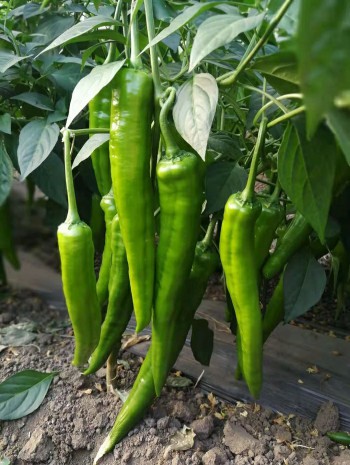 乐天堂备用网址